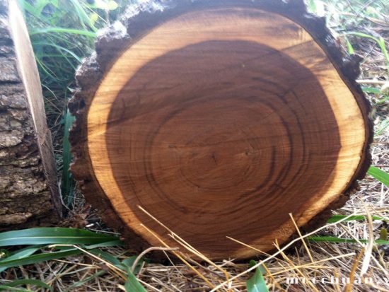 gỗ óc chó cao cấp