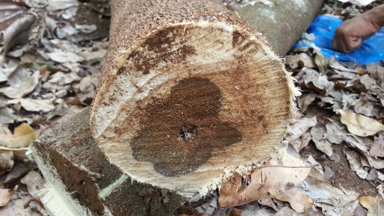 gỗ trầm