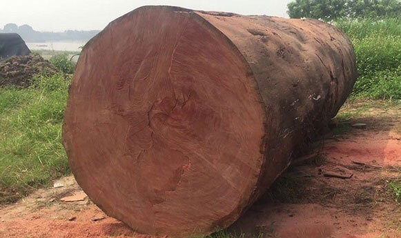 Gỗ đinh hương – loại gỗ quý hiếm thuộc bộ tứ thiết cần được bảo tồn - Đồ Gỗ  Phạm Gia
